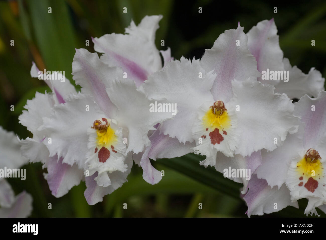 Orchid Odontoglossum Crispum Stock Photo