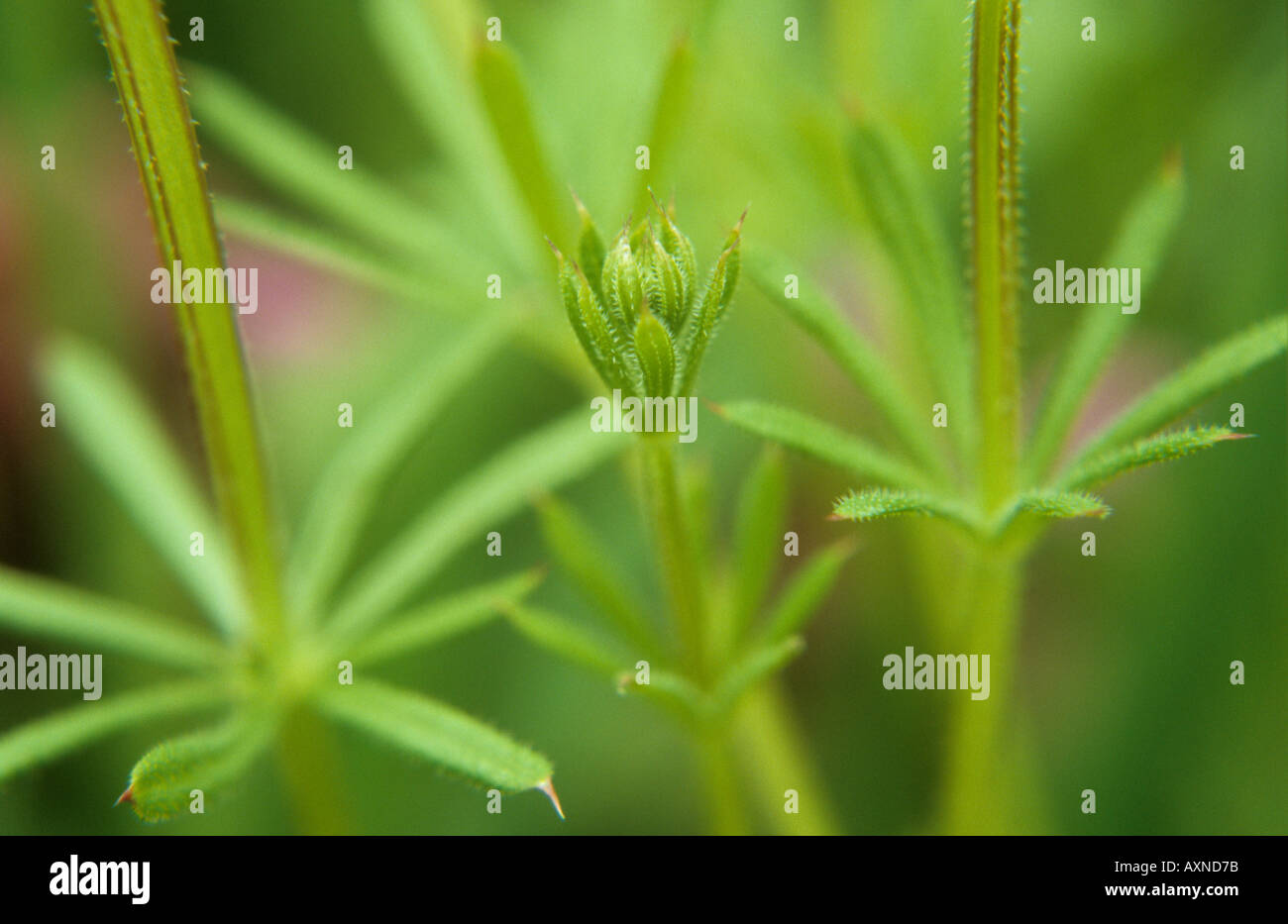 Cleavers or Galium aparine or Goosegrass or Scurvy grass with Red dead