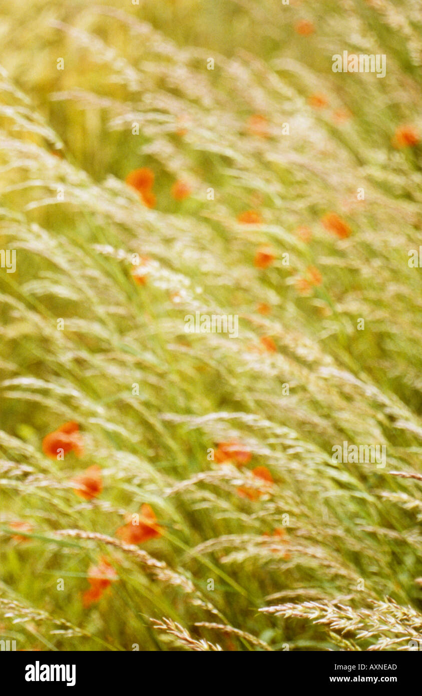 Creeping fescue or Red fescue or Festuca rubra grass with Common poppies or Papaver rhoeas growing in a field Stock Photo