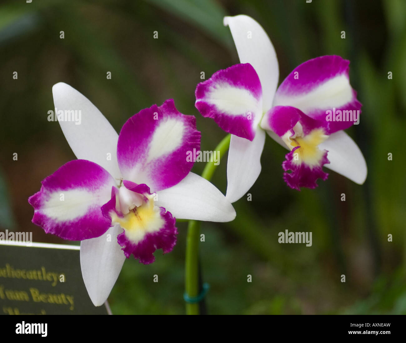 Brassolaeliocattleya Orchid Stock Photo