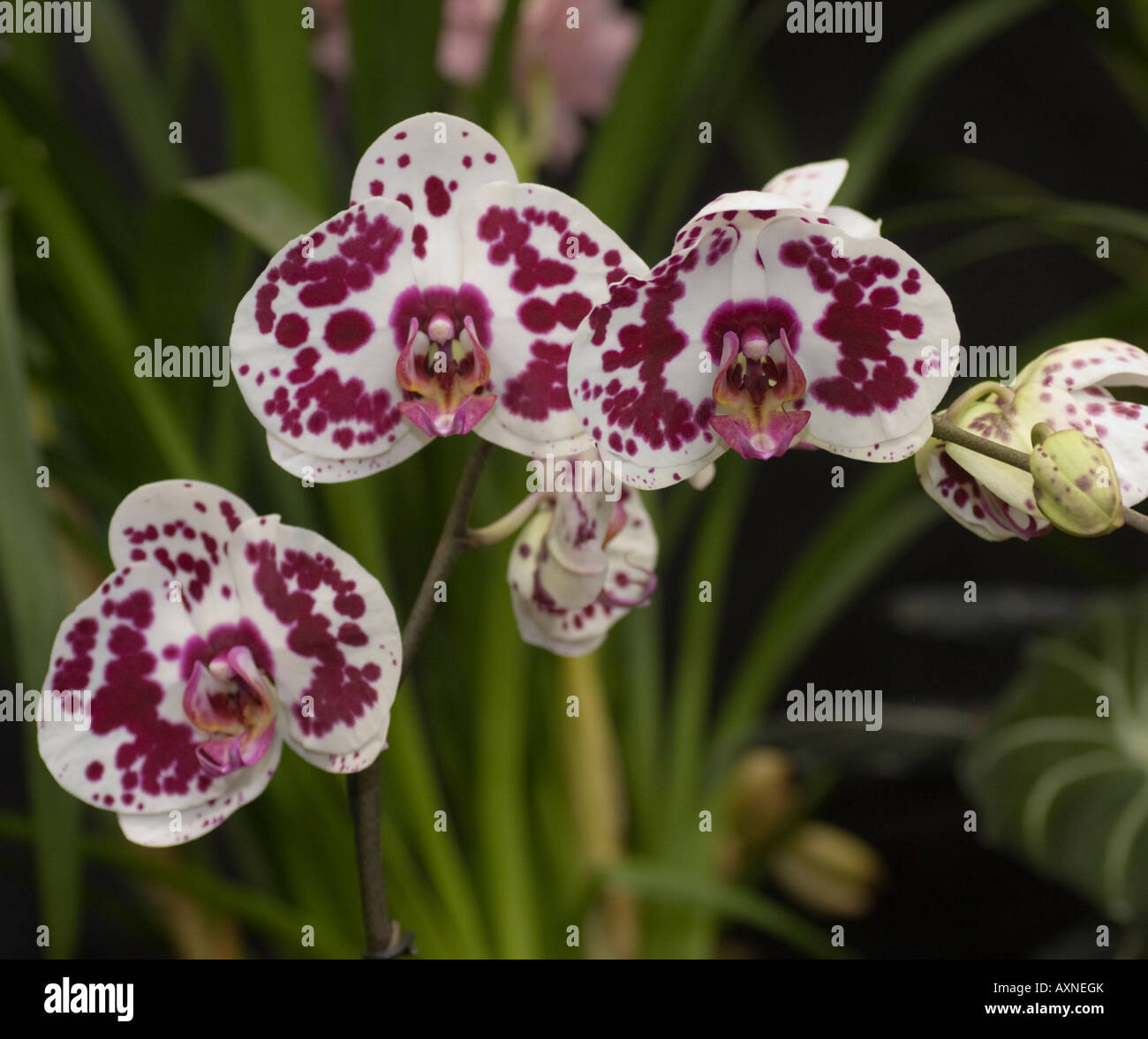 Orchid Phalaenopsis Taida Pearl 'White Tiger' Stock Photo