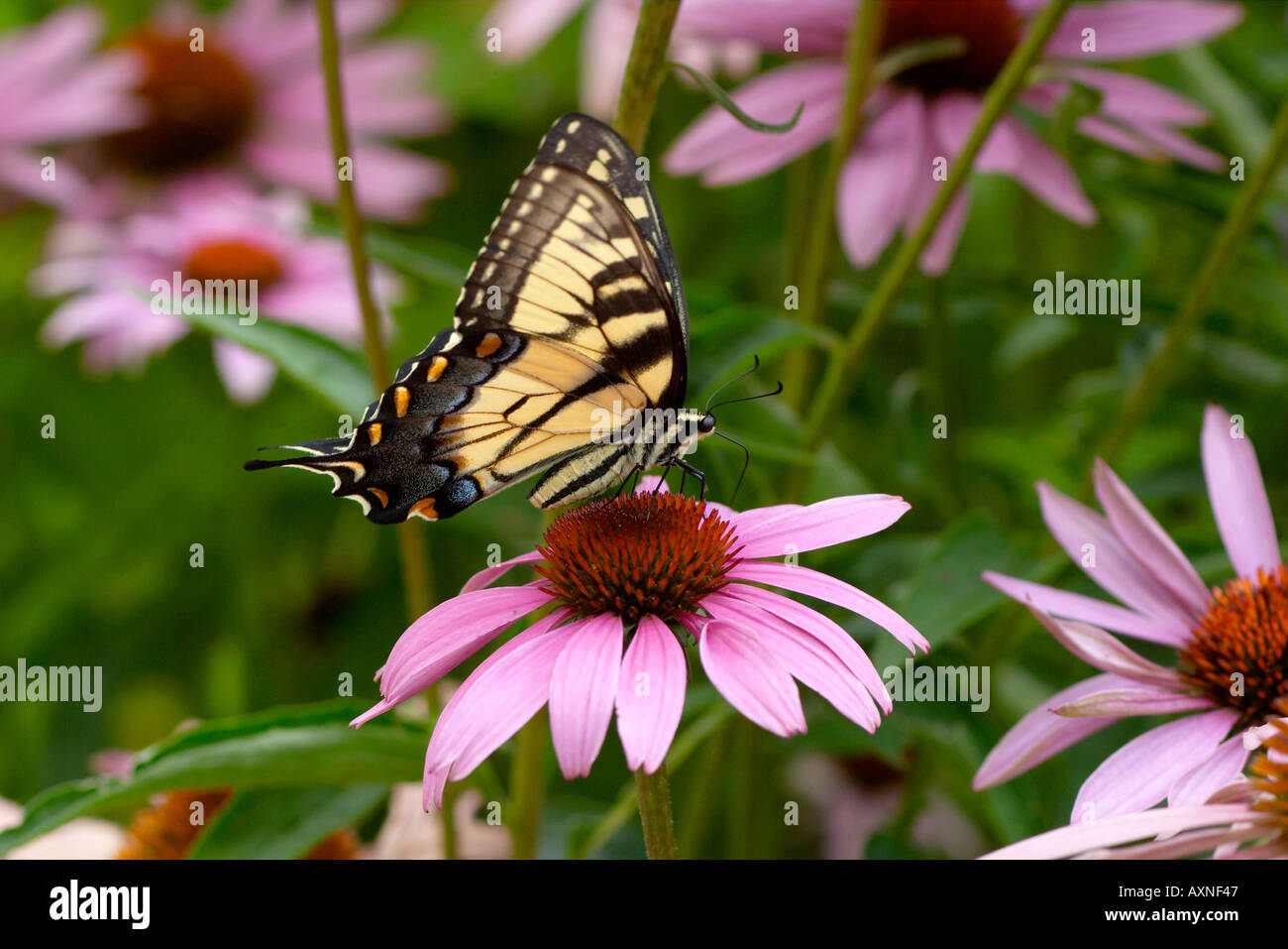 INSECT Riverwoods Illinois Tiger Swallowtail butterfly Papilio glaucas ...