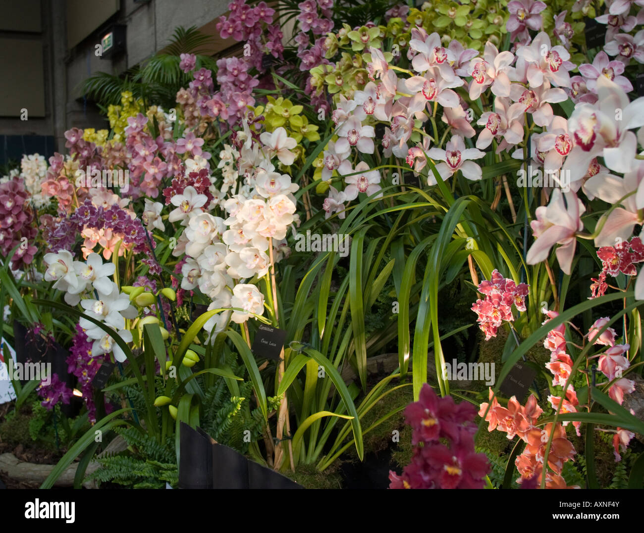 Orchid Display at RHS Orchid Show 2008 Stock Photo Alamy