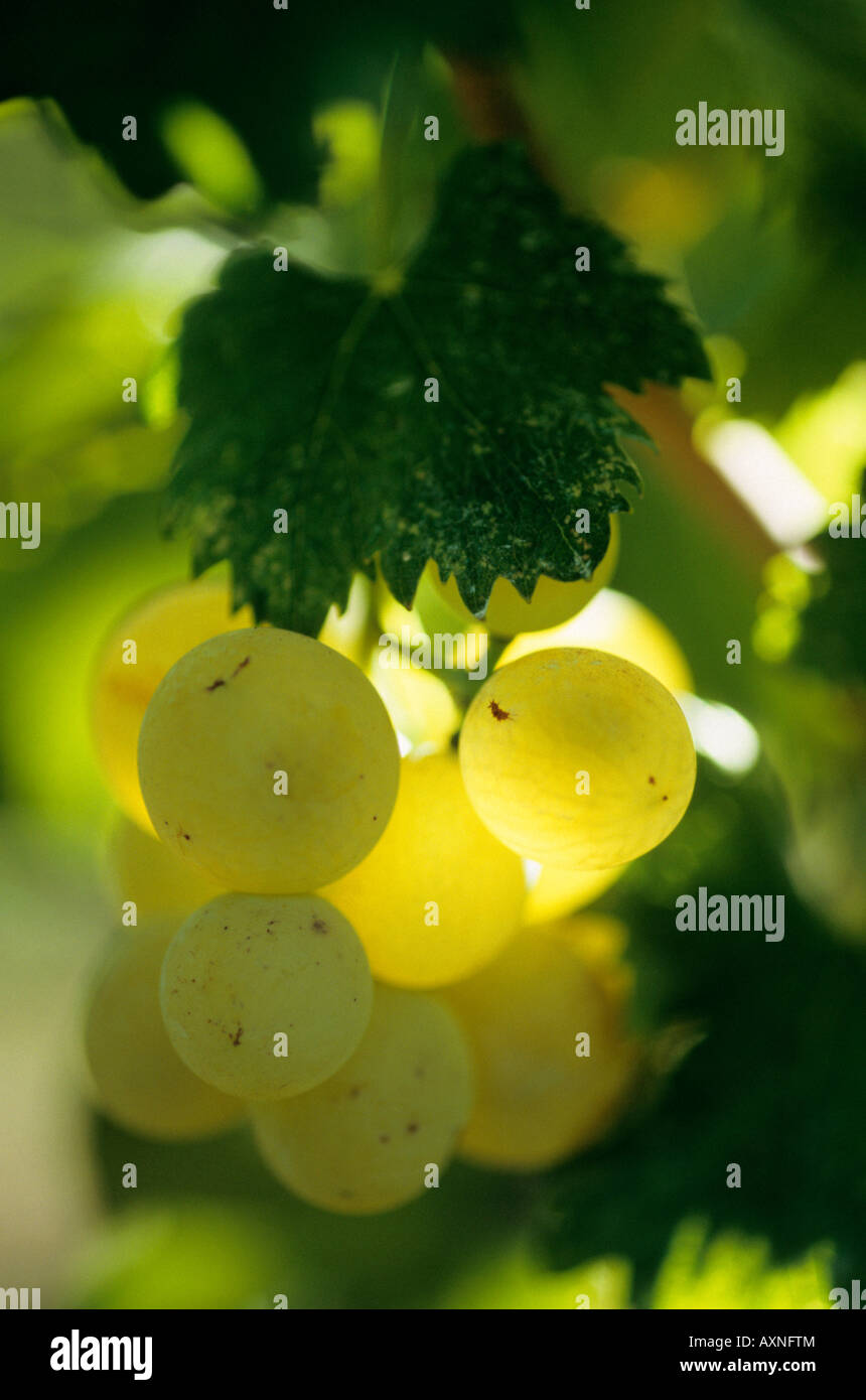 Tiny bunch of grapes France Stock Photo Alamy