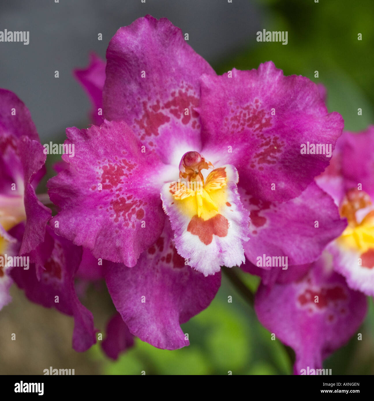Orchid Odontioda McBeans Stella Stock Photo