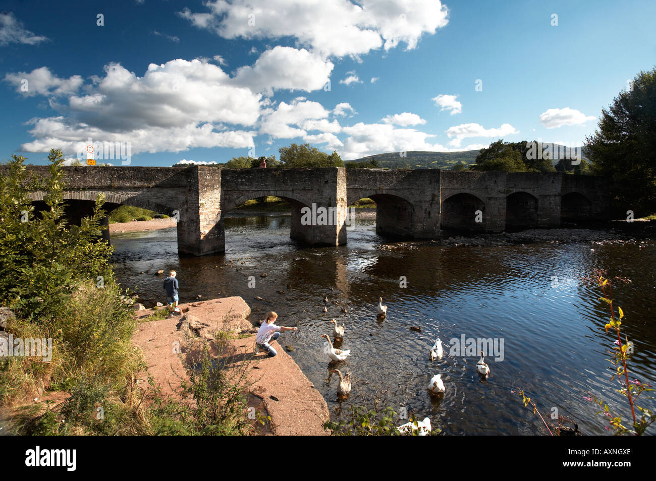 Feeding Geese Bridge over River Usk Crickhowell Brecon Beacons Mid Wales Stock Photo