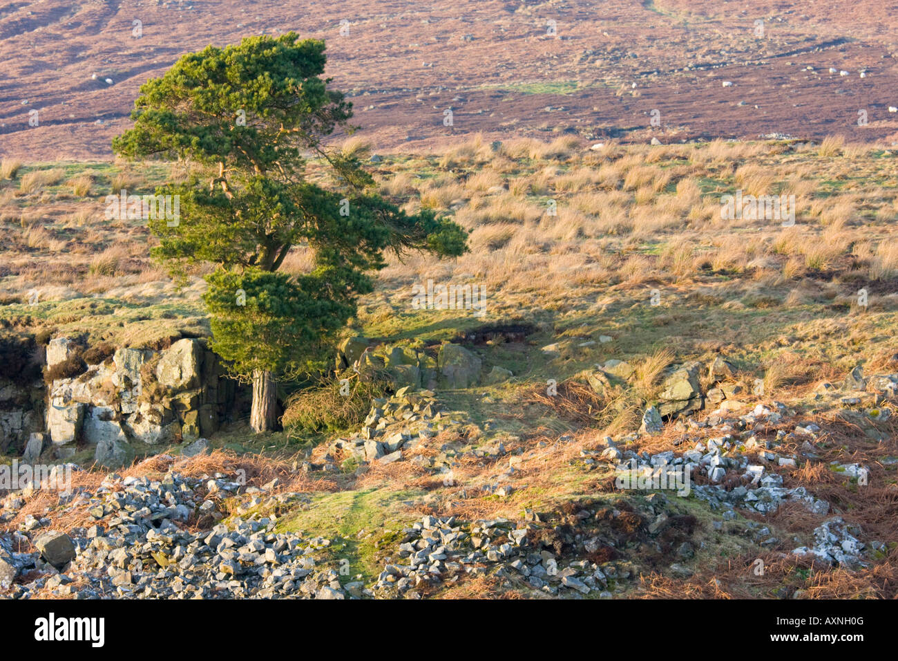 Tree, rocks and moorland, Northumberland UK Stock Photo