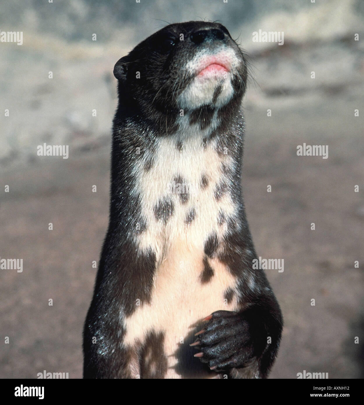 Spotted-Necked Otter, Hydrictis maculicollis Stock Photo