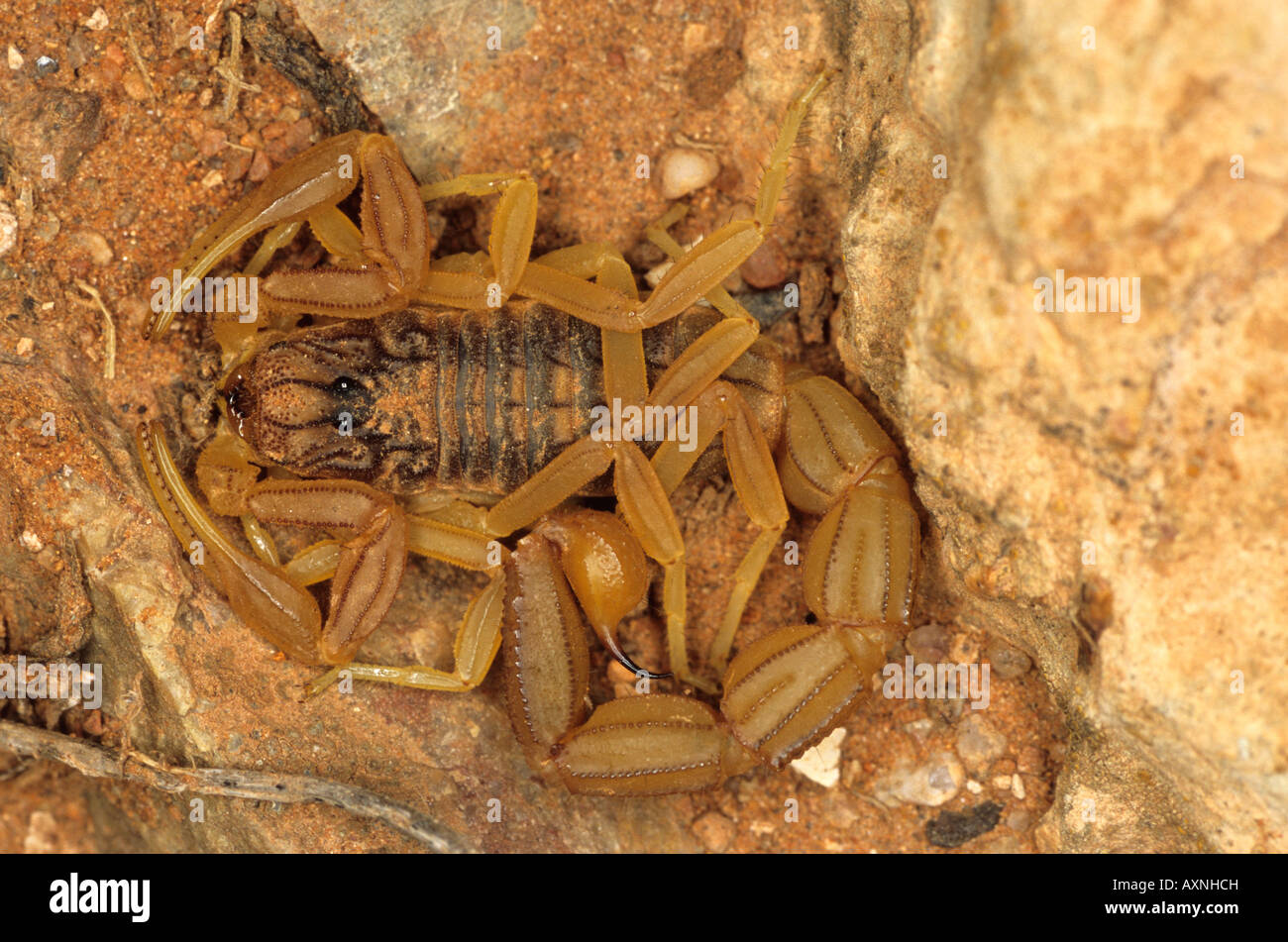 Scorpion Buthus occitanus Morocco Stock Photo