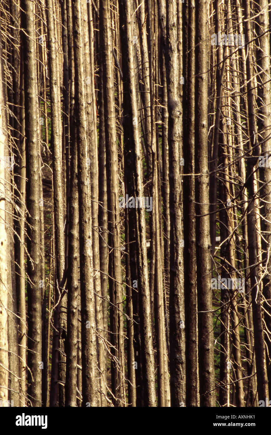 Lodgepole pine Pinus contorta very high density Stock Photo