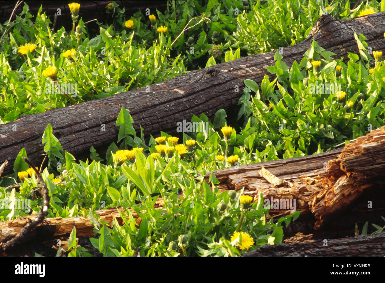 Contorted Fire Lodgepole pine Pinus contorta burnt tree after fire in fresh regrowth ...