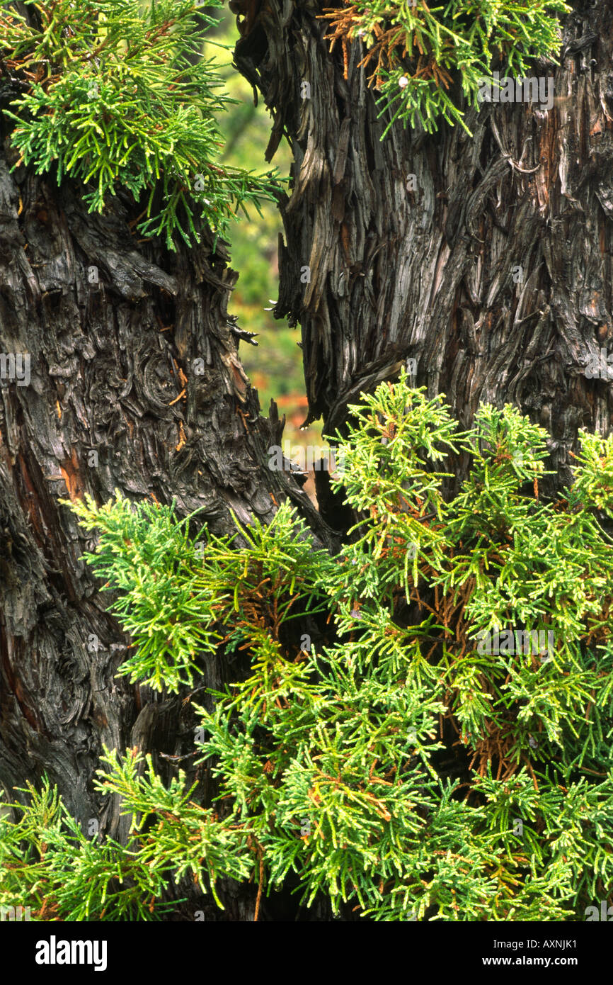 Western Rocky Mountain Juniper Juniperus scopulorum detail Stock Photo