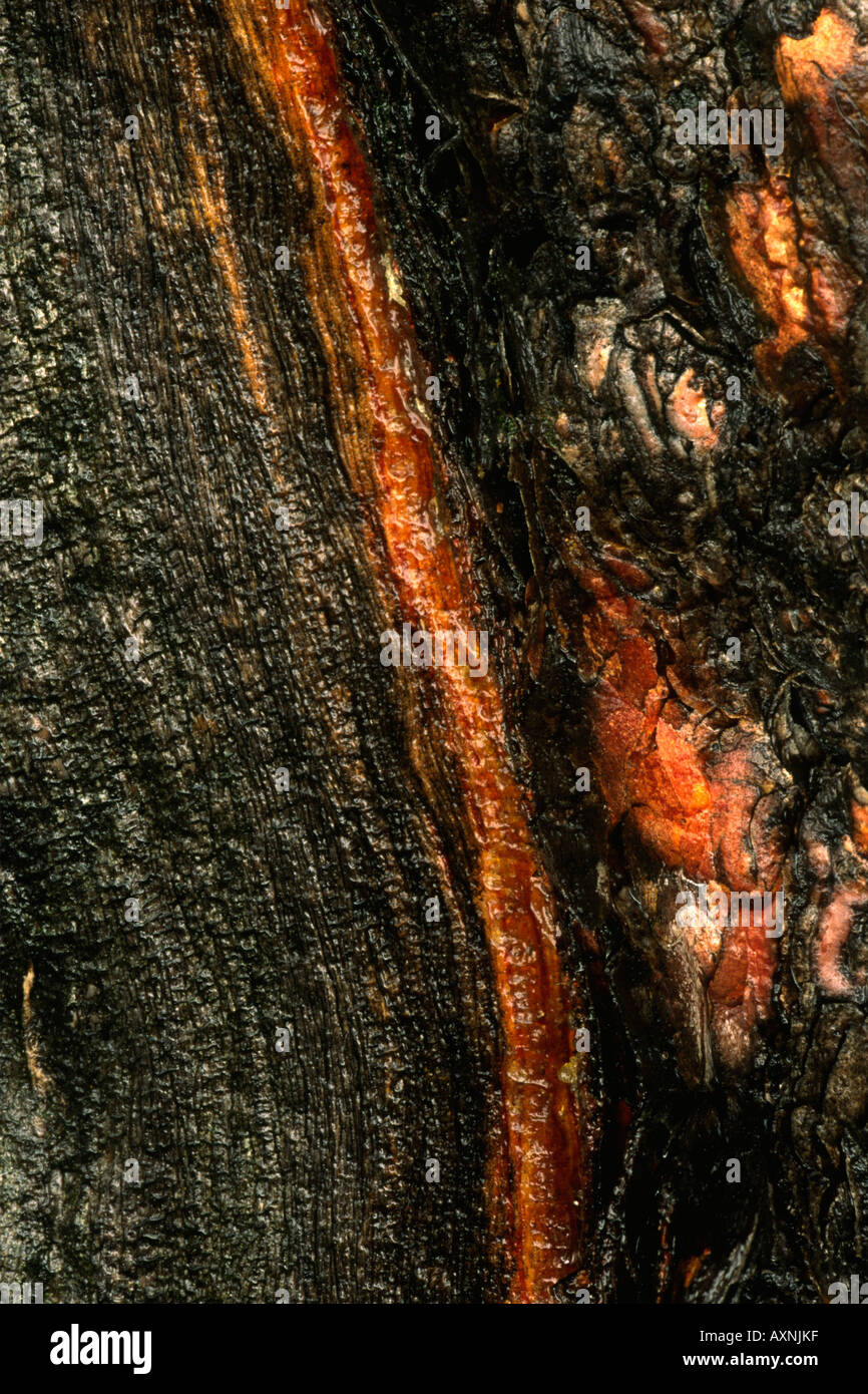 Western Rocky Mountain Juniper Juniperus scopulorum detail of bark Stock Photo