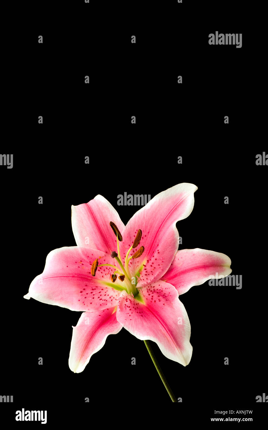 single pink lily beauty pretty peace tranquility calm memories sympathy Stock Photo