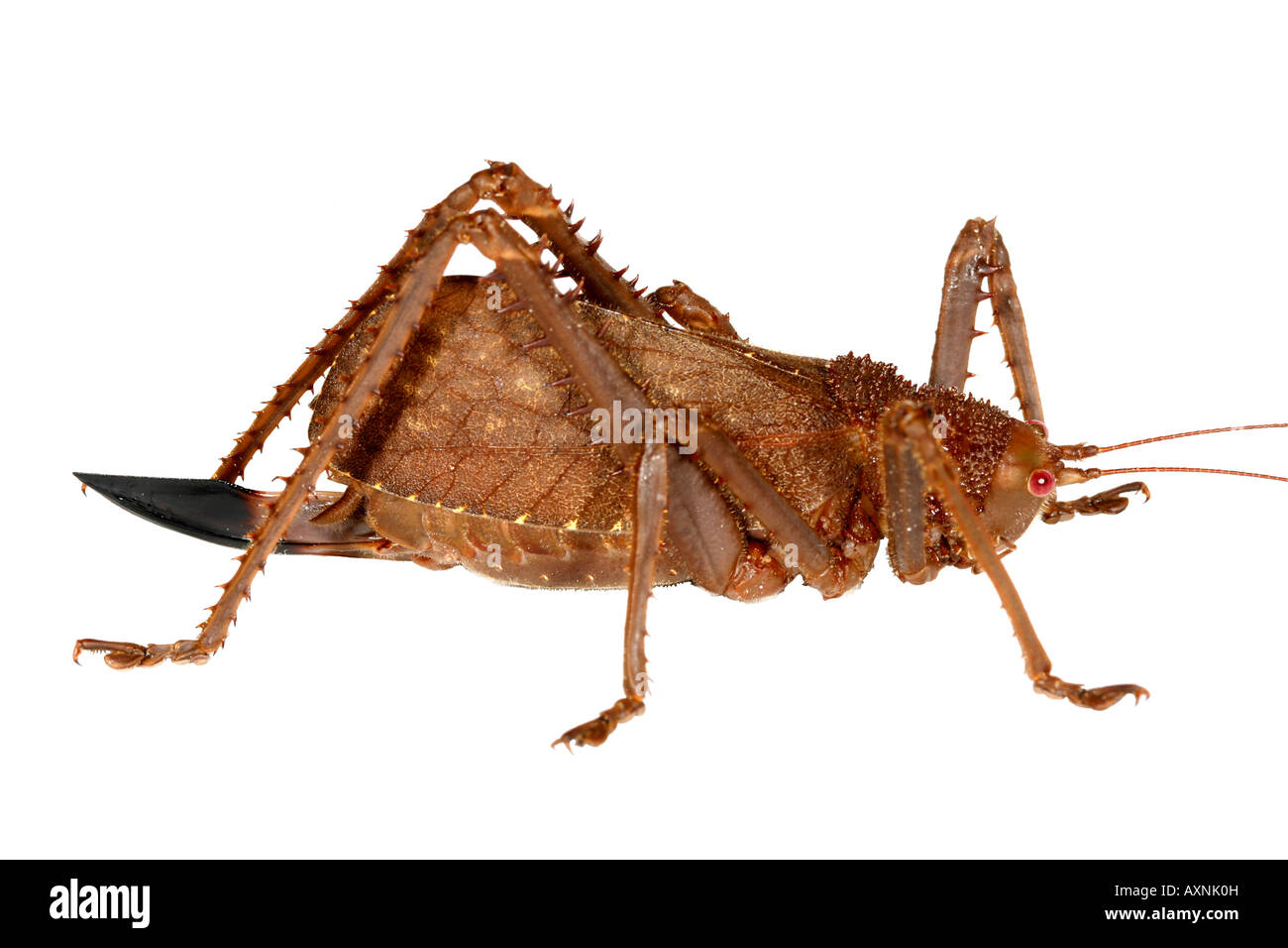 Large bush cricket from the Ecuadorian Amazon Stock Photo