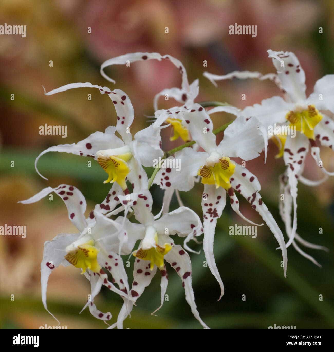 Orchid Odontoglossum Cirrhosuh 'bedales' Stock Photo