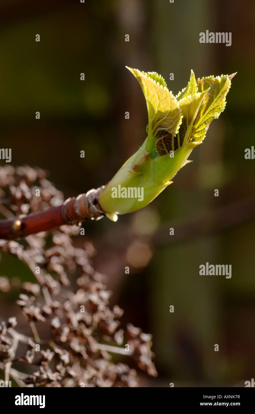 Hydrangea leaf bud opening in spring. UK Stock Photo Alamy