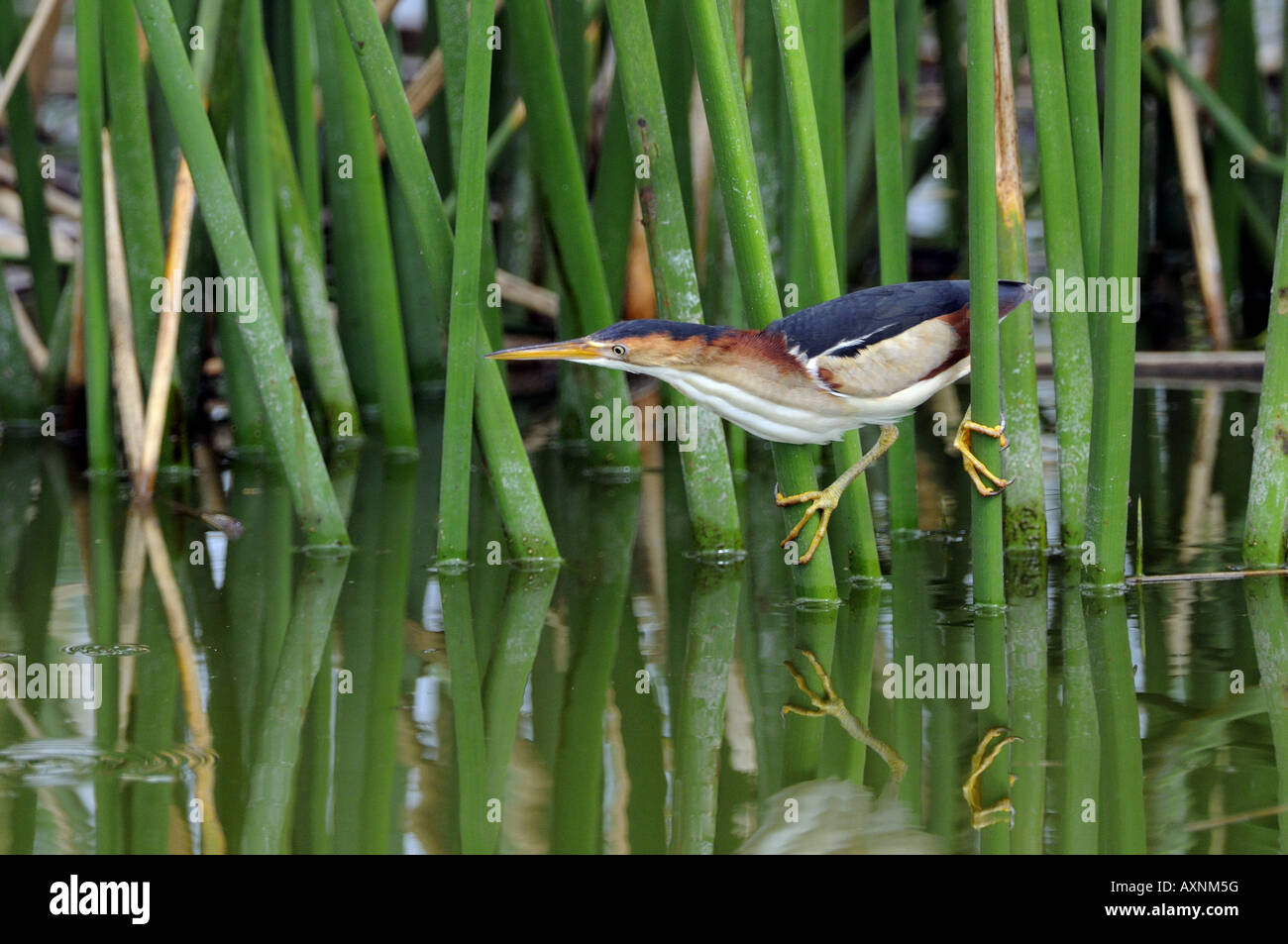Least Bittern Hunting Stock Photo
