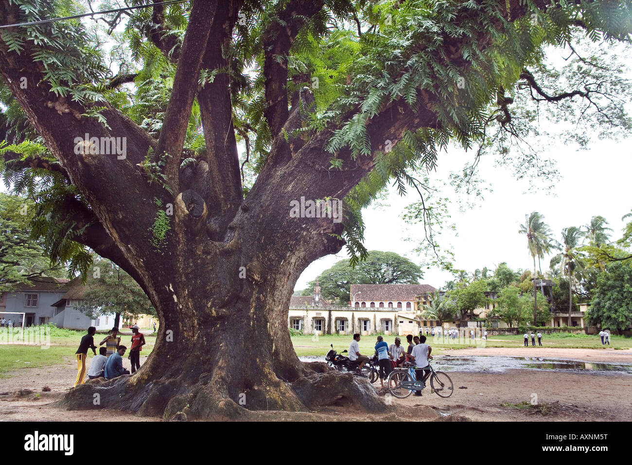 Local lads casually meeting under widespread branches of a rain tree Parade grounds Fort Kochi Cochin Kerala South India Stock Photo