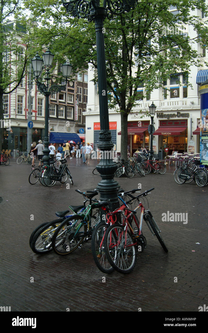 Bikes chained up to a tree in Amsterdam Stock Photo