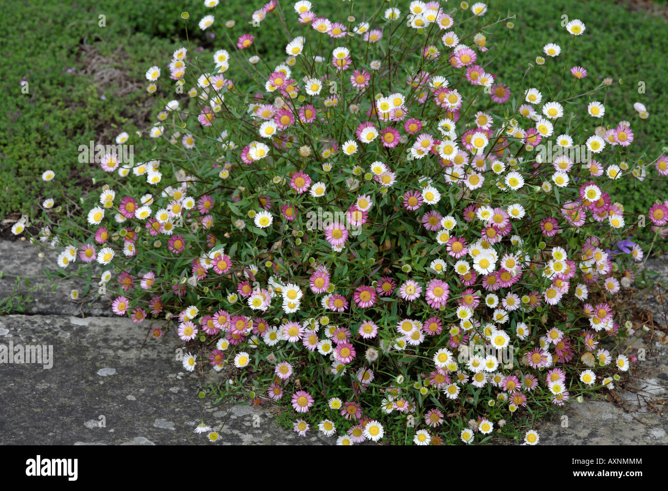 Erigeron Karvinskianus Stock Photo 16888051 Alamy