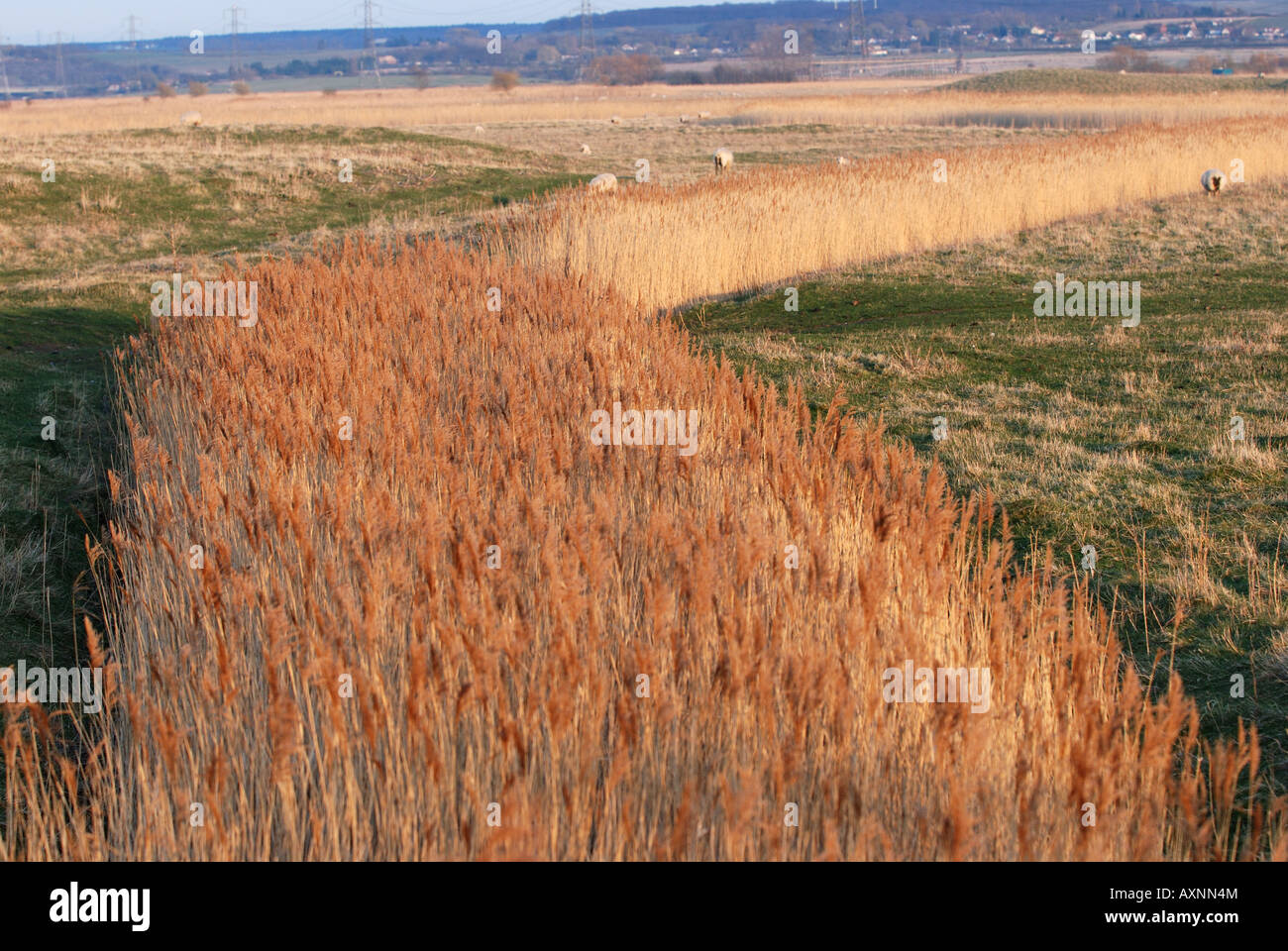 Reed beds seasalter kent Stock Photo Alamy