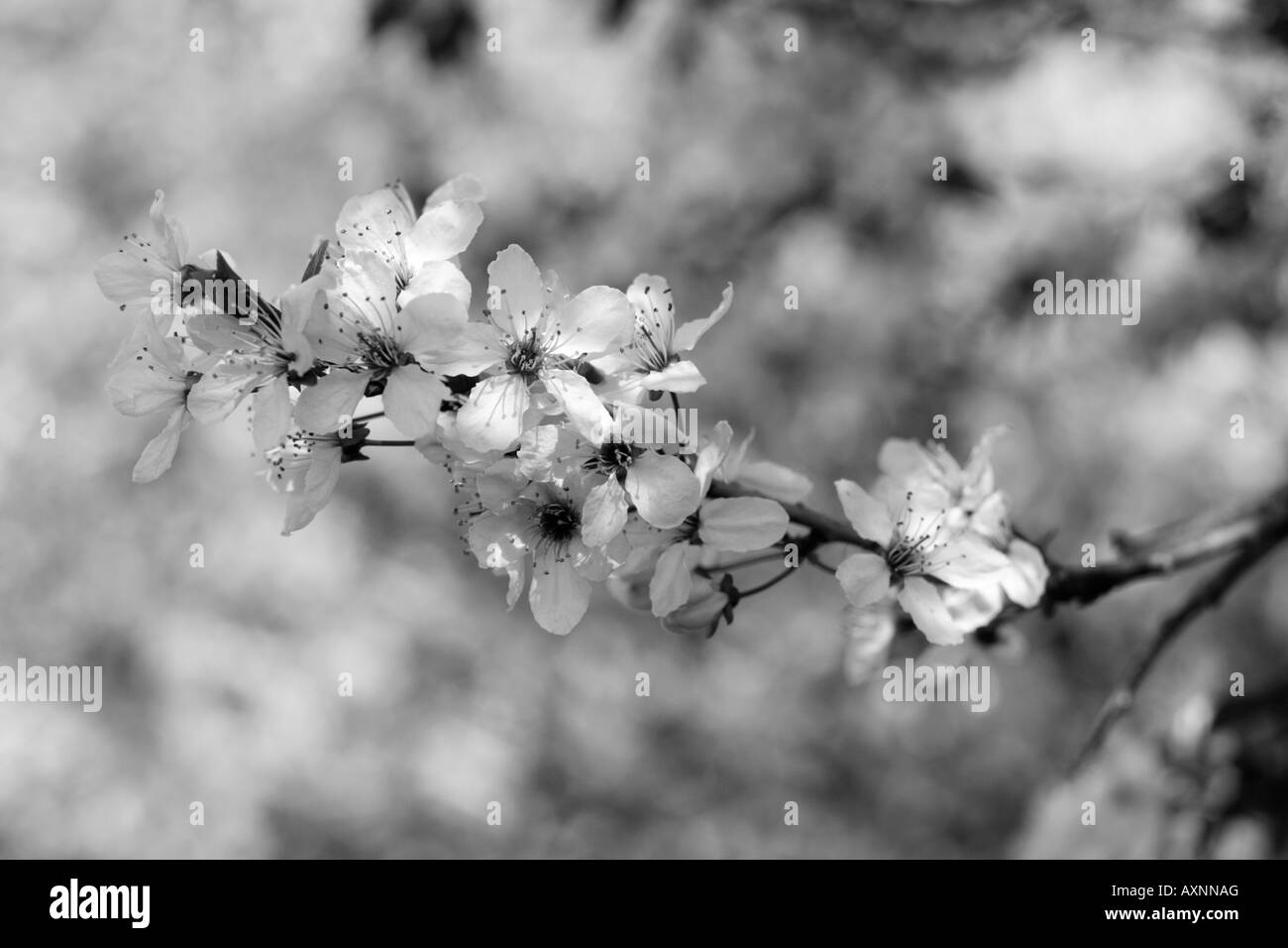 Cherry blossoms Black and White Stock Photos & Images - Alamy