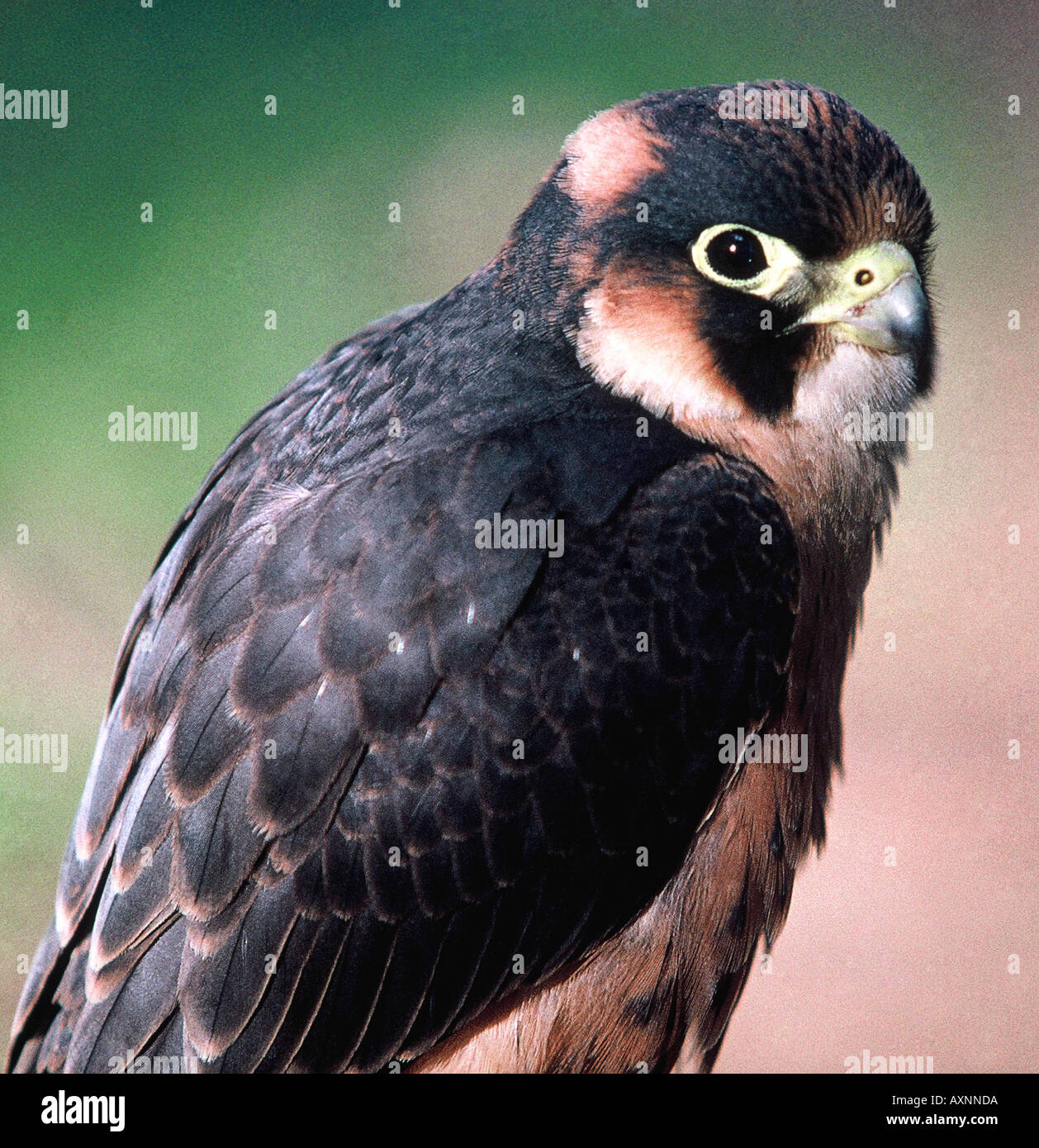 Falco fasciinucha Stock Photo