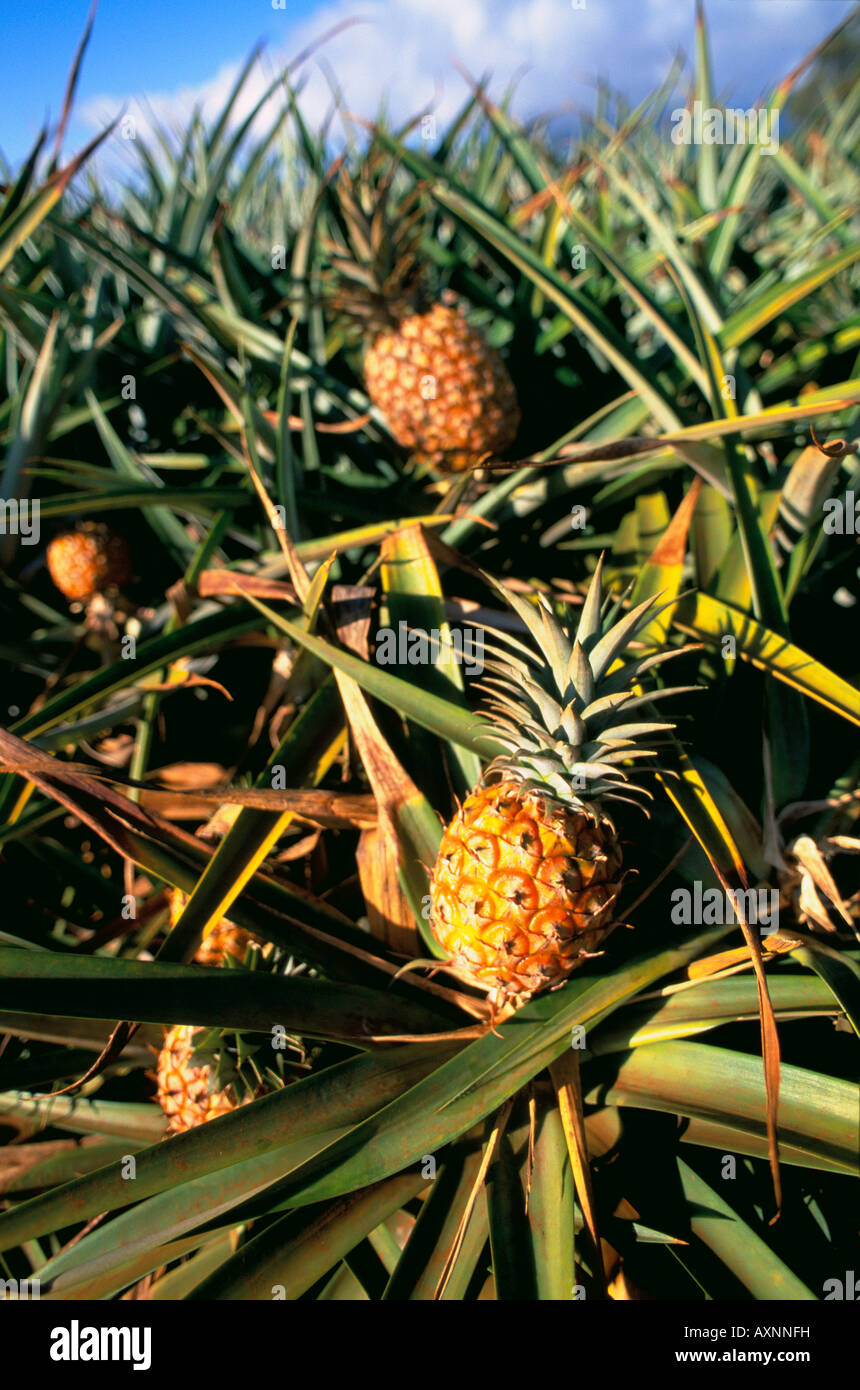 Pineapple Hawaii USA Stock Photo Alamy