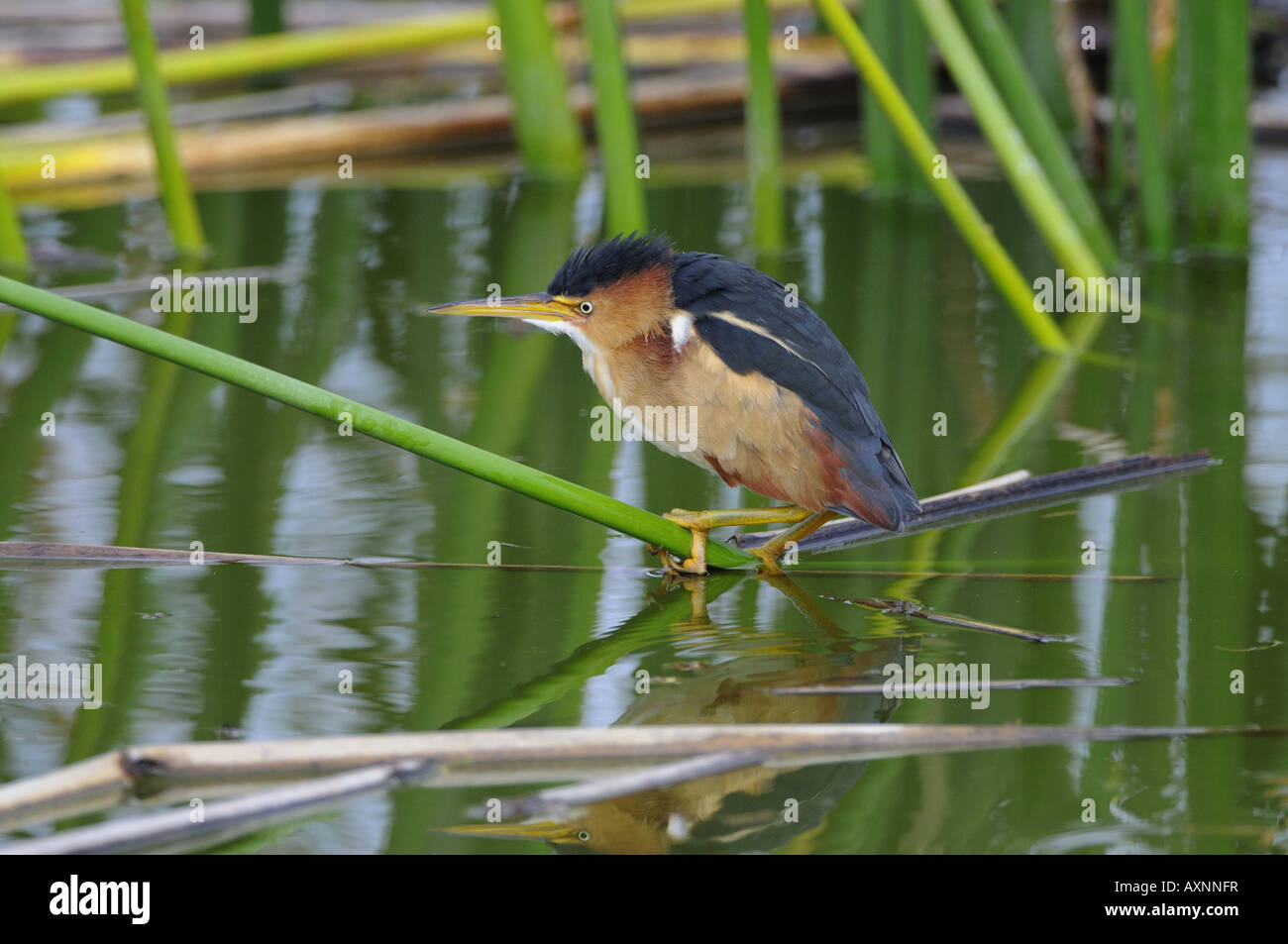 Least Bittern Stock Photo
