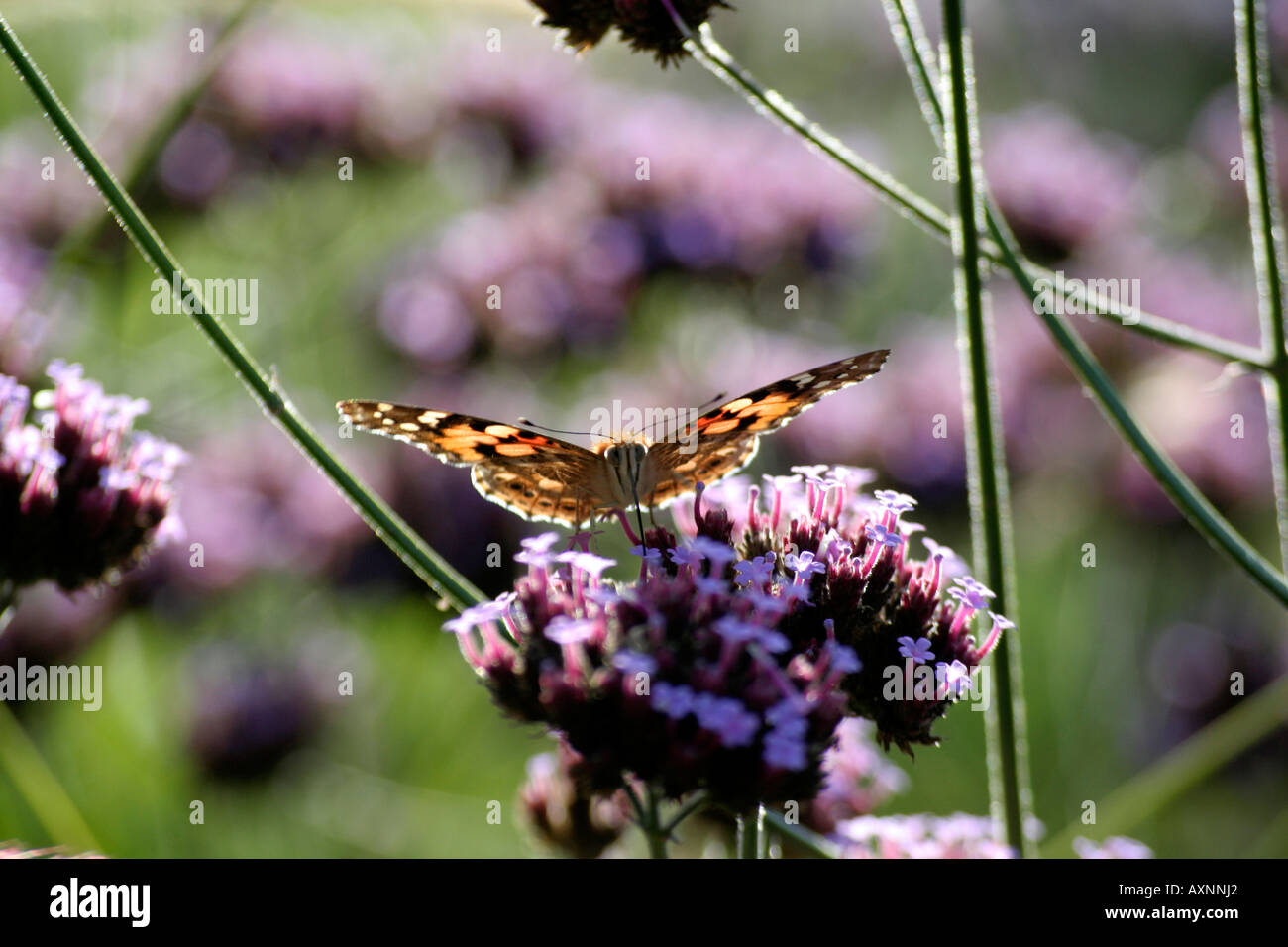 A Painted Lady butterfly Vanessa cardui and late September early morning sunshine on Verbena bonariensis in Holbrook Garden Stock Photo