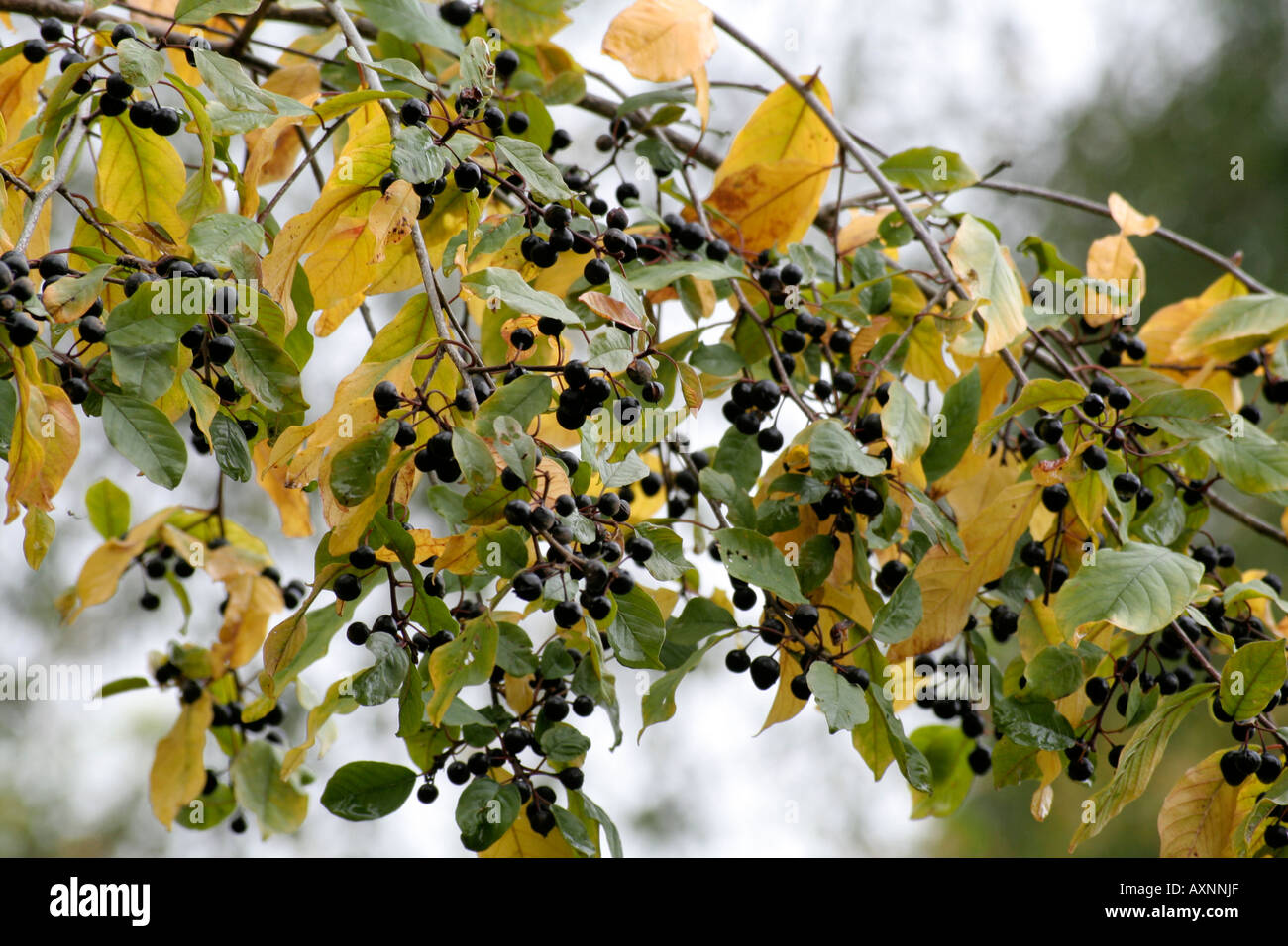 Frangula alnus Alder Buckthorn fruits in October Stock Photo