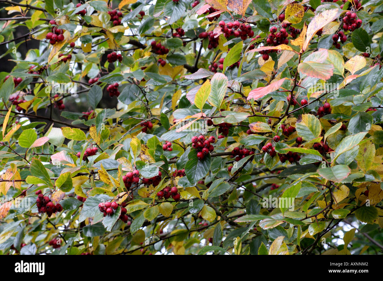 Crataegus persimilis prunifolia in October Stock Photo