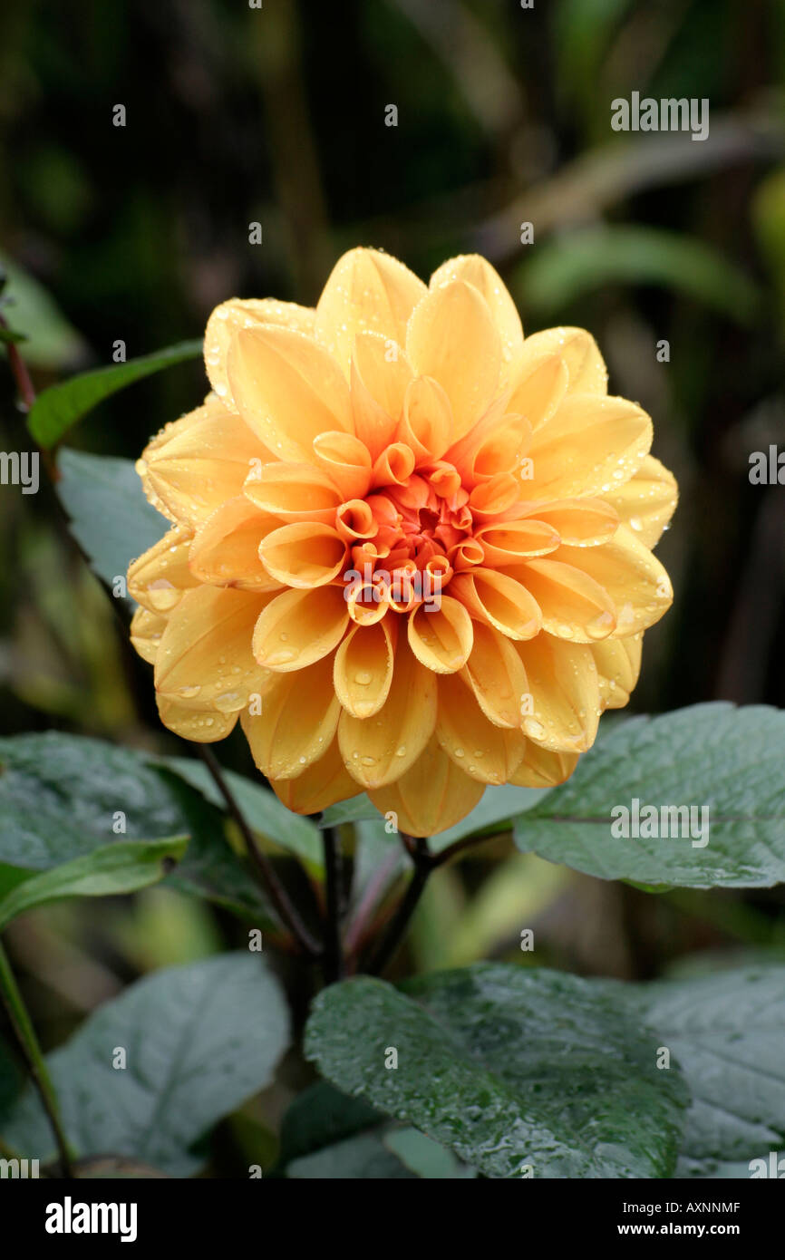 Dahlia David Howard Stock Photo - Alamy