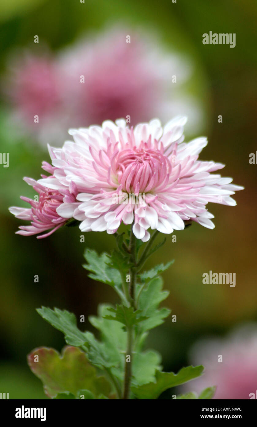 Chrysanthemum Emperor of China Stock Photo Alamy