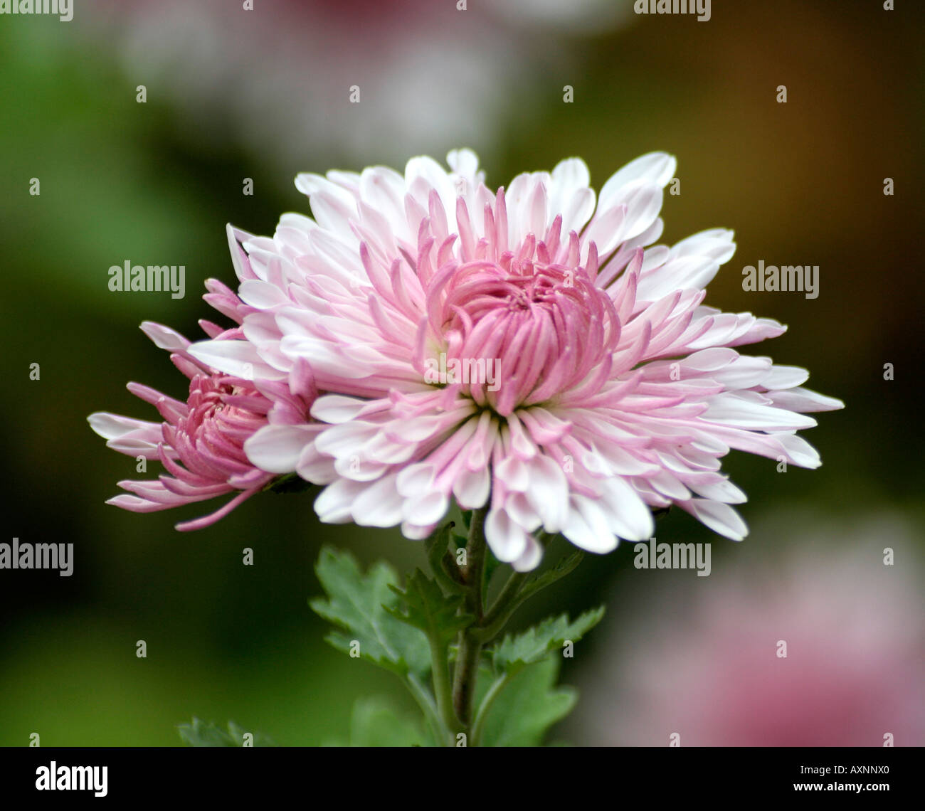 Chrysanthemum Emperor of China Stock Photo Alamy