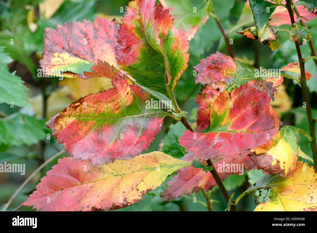 Crataegus persimilis Prunifola autumn foliage Stock Photo