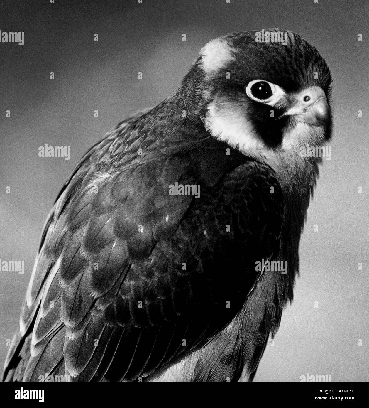 Taita, Falco fasciinucha Stock Photo
