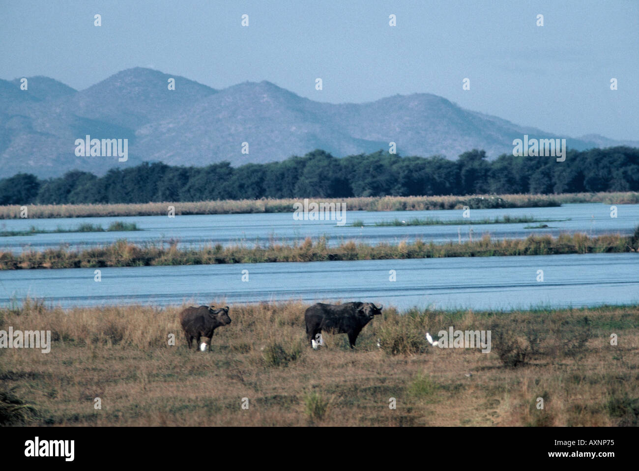 Buffalo in The Valley, Syncerus caffer Zambezi River Stock Photo