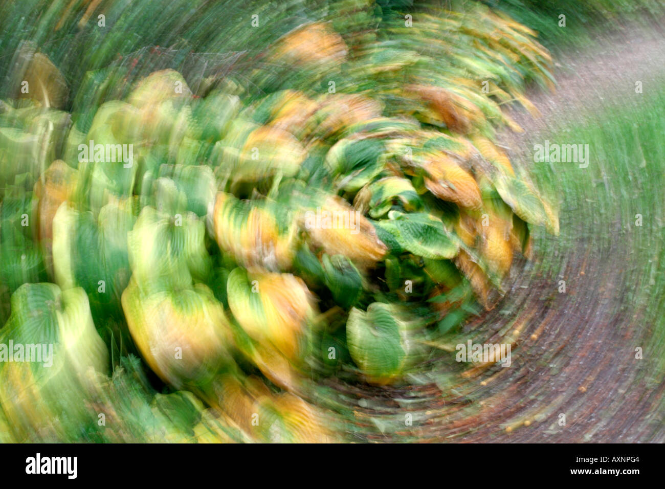 Hosta Frances Williams in a spin Stock Photo