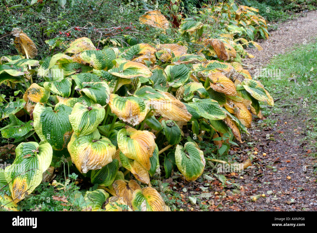 Hosta Frances Williams remains attractive as the foliage fades in late October Holbrook Garden Devon Stock Photo