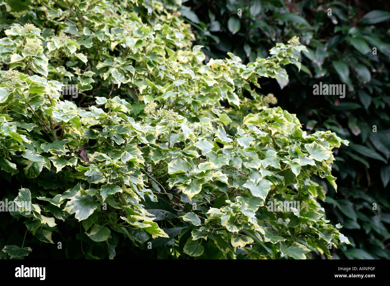 Arborescent Hedera helix Gold Child during October Stock Photo