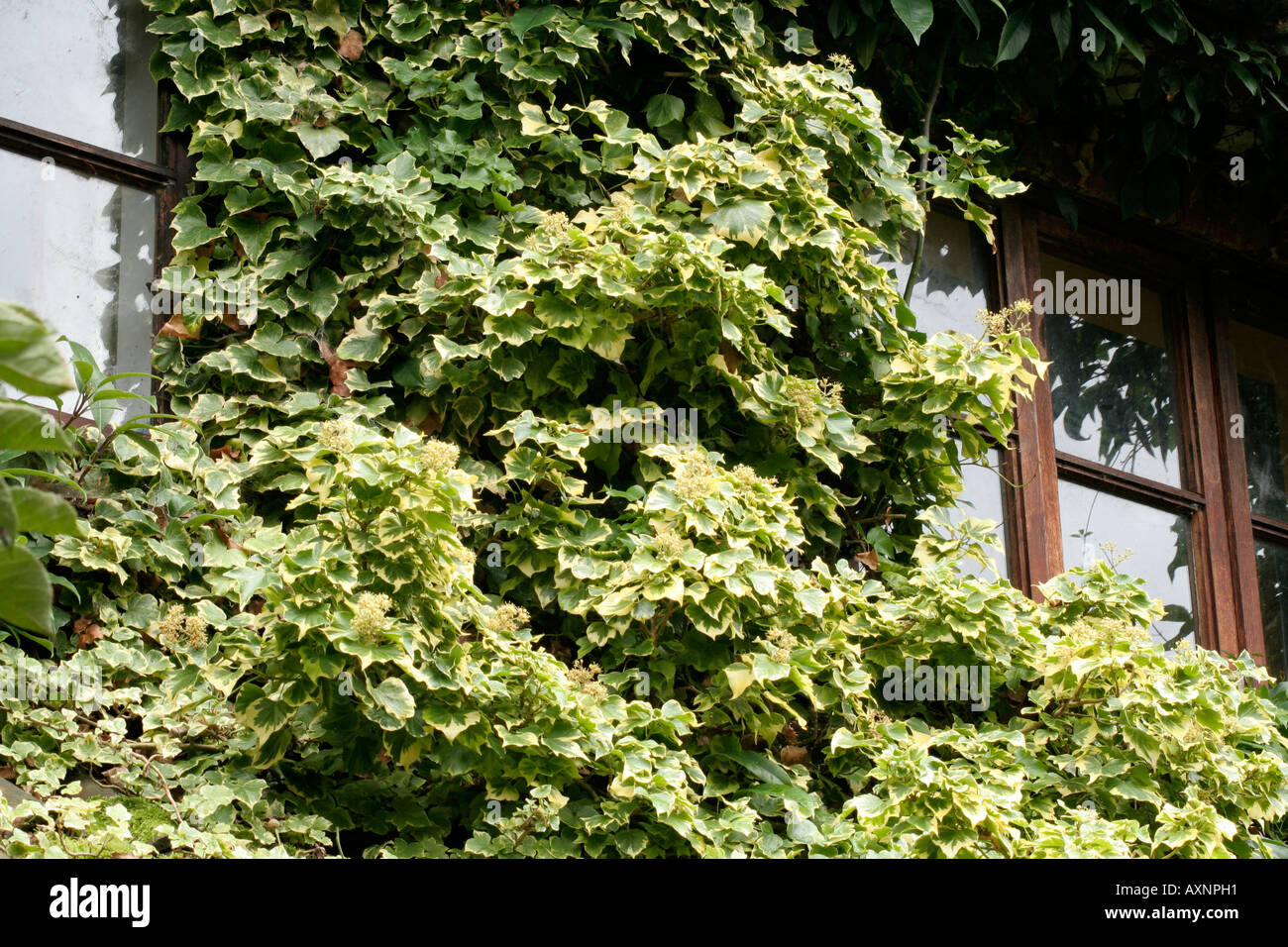 Hedera helix Gold Child provides ornament and habitat in Holbrook Garden Shown late October Stock Photo