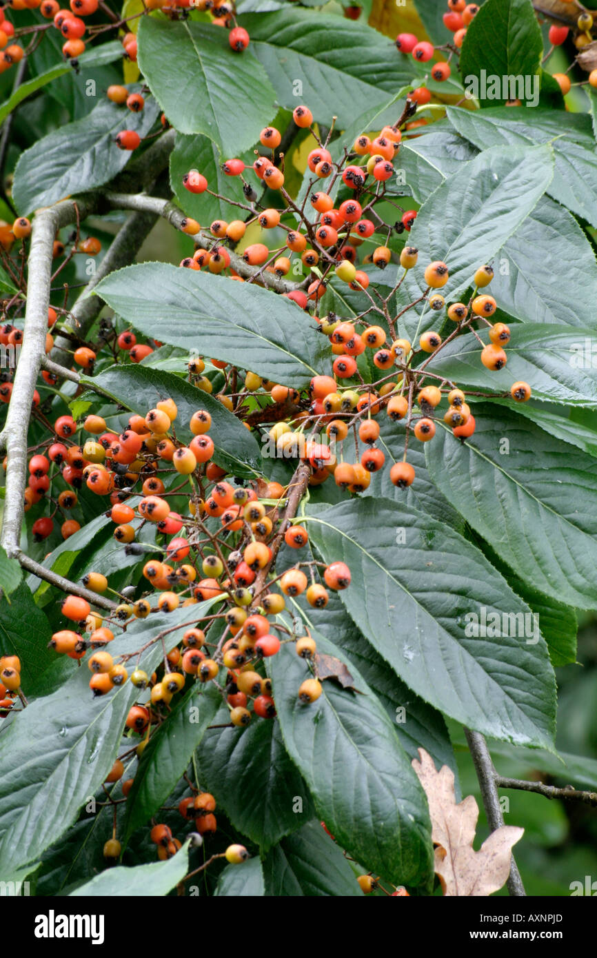 Photinia beauverdiana berries in late October Stock Photo