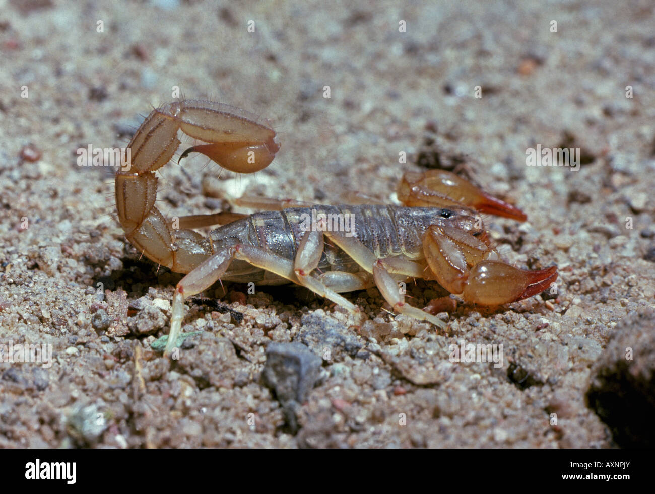 Detail of a striped tail scorpion Vaejovis spinigerus Stock Photo