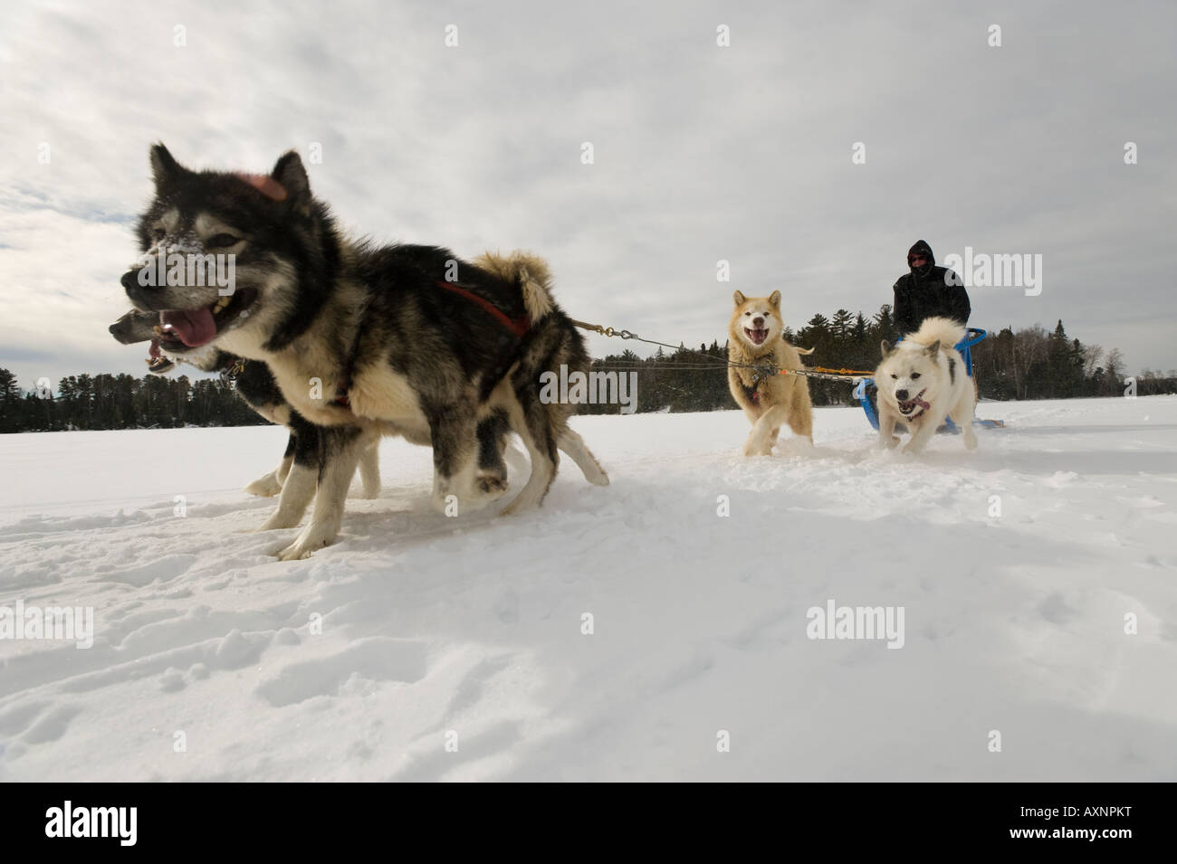 A TEAM OF SLED DOGS AND MUSHER BOUNDARY WATERS CANOE AREA MINNESOTA Stock Photo