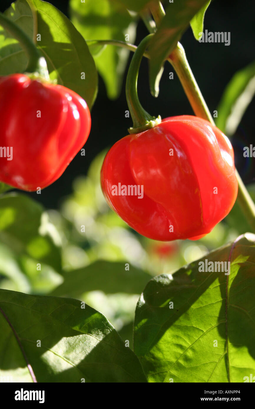 Chillies growing cut out hi-res stock photography and images - Alamy