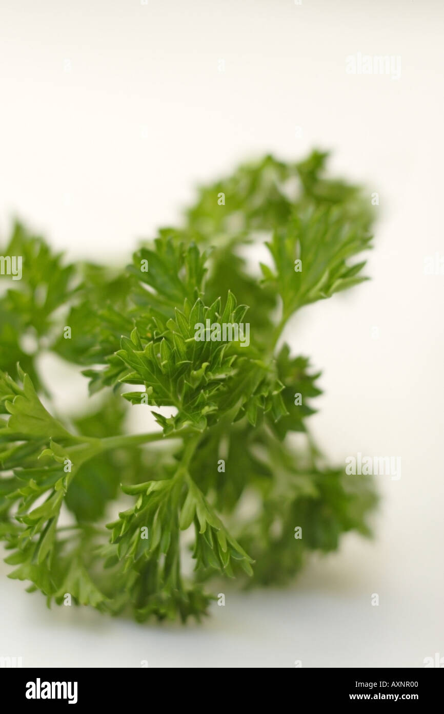 Parsley Stock Photo