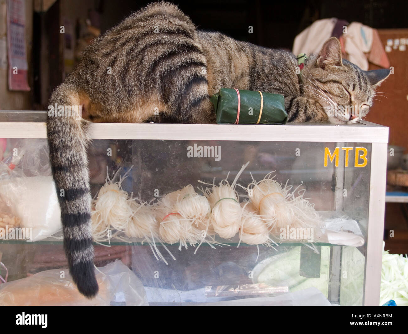 cat sleeping on a noodle cart in Bangkok Stock Photo