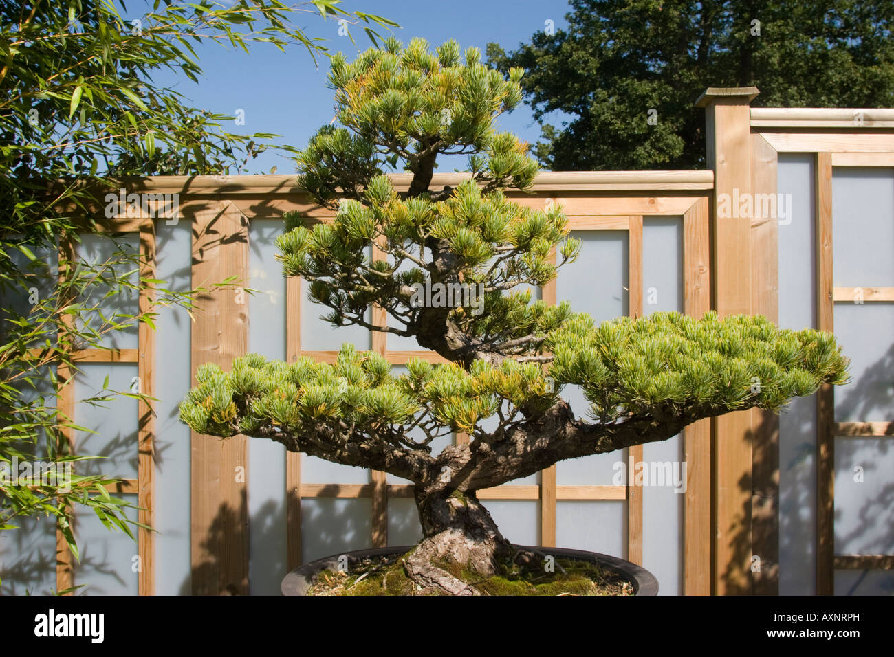 RHS Gardens Wisley Surrey Japanese Bonsai Pinus Parviflora Stock Photo